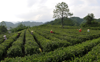 必发集团(股份)有限公司-官方网站